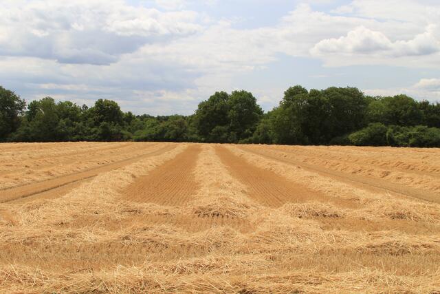 schee | Foto: Ralf Röser