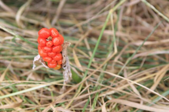 schönes am Wegesrand😍🌞 | Foto: Ralf Röser