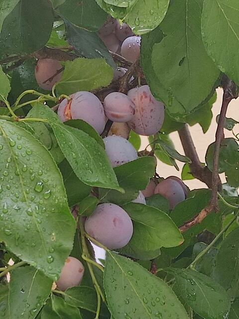 Wieder eine tolle Ernte dieses Jahr. | Foto: Daniela Somers 