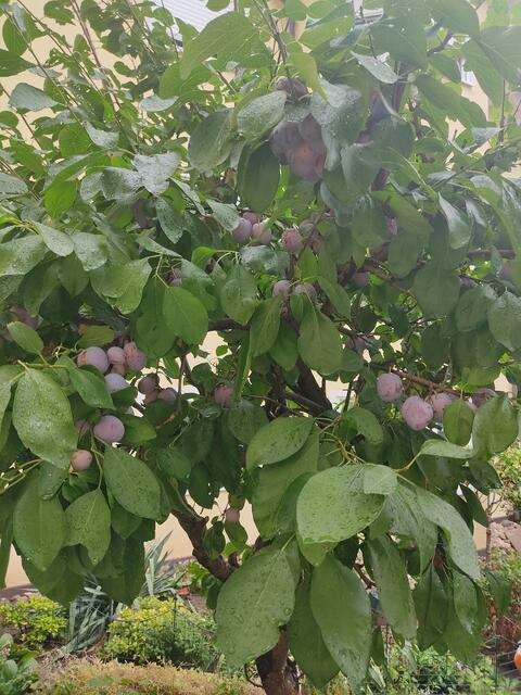 Der Baum ist voll mit Früchten  | Foto: Daniela Somers 