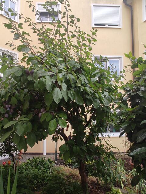 Mein kleiner Pflaumenbaum  | Foto: Daniela Somers 