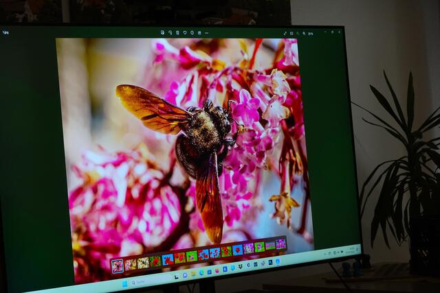 Eine Wildbiene bei der Arbeit. | Foto: Uschi Dugulin