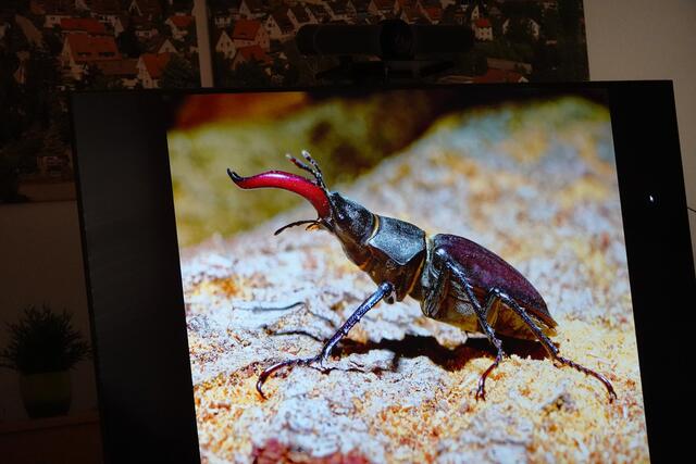 Ein besonders schönes Exemplar von einem Hirschkäfer. | Foto: Uschi Dugulin