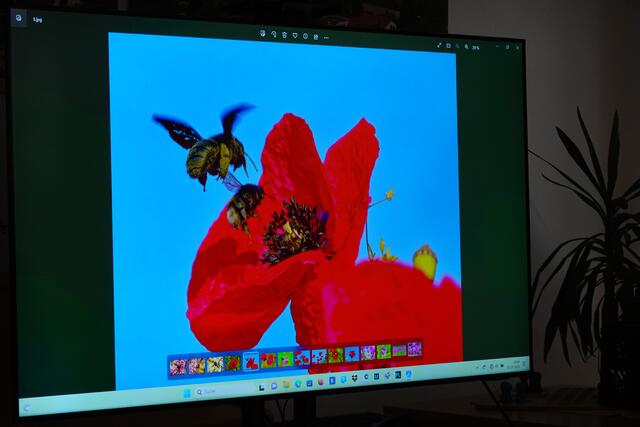 Mohn mit Besucher. | Foto: Uschi Dugulin