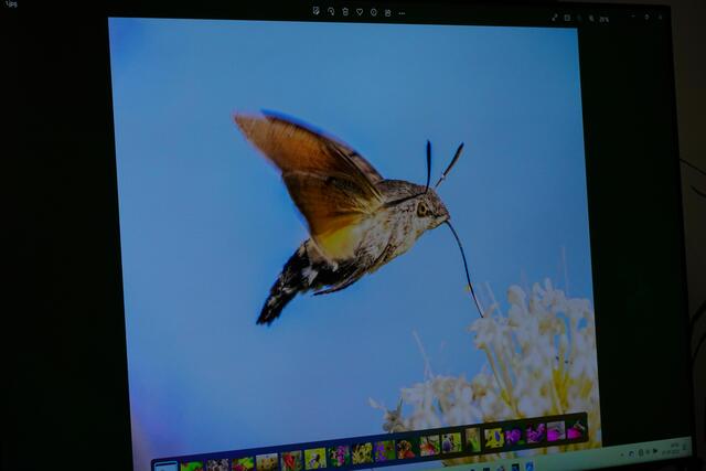 Ein Taubenschwänzchen. | Foto: Uschi Dugulin