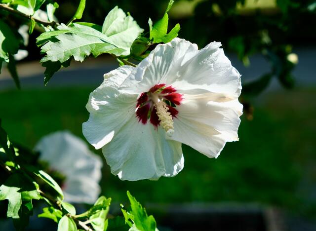 Hibiscus | Foto: eigene Aufnahme
