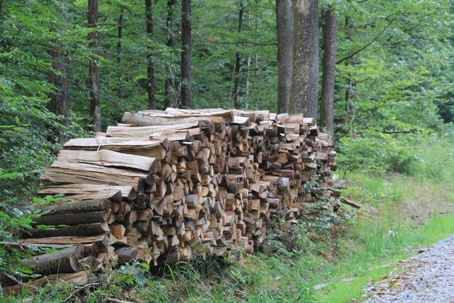Holz genug | Foto: Ralf Röser