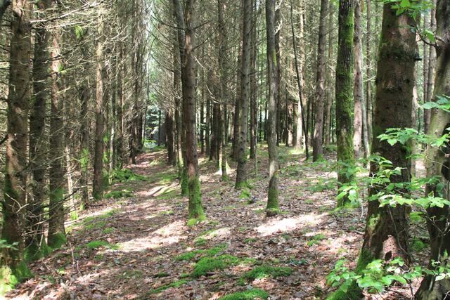so ein schöner Wald | Foto: Ralf Röser