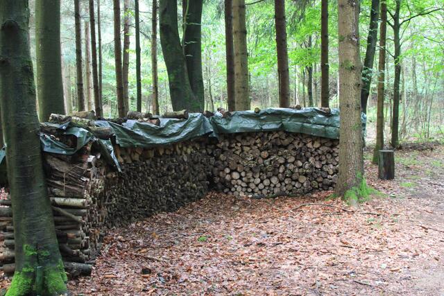 Holz genug | Foto: Ralf Röser