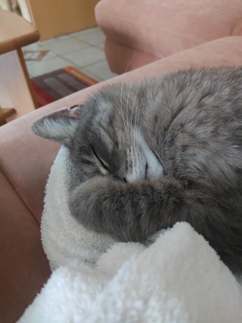 Nicht knipsen  | Foto: Daniela Somers 