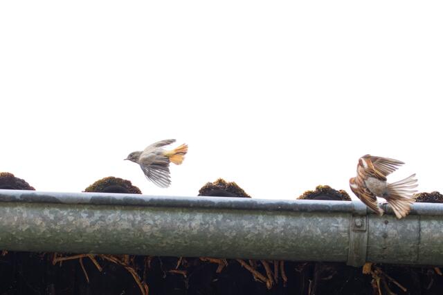 ... und Tschüss! | Foto: eigene Aufnahme