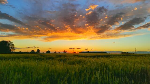Wolkenspiel beim Sonnenuntergang über dem Gerstenfeld 🌄 | Foto: Kai Weyreter