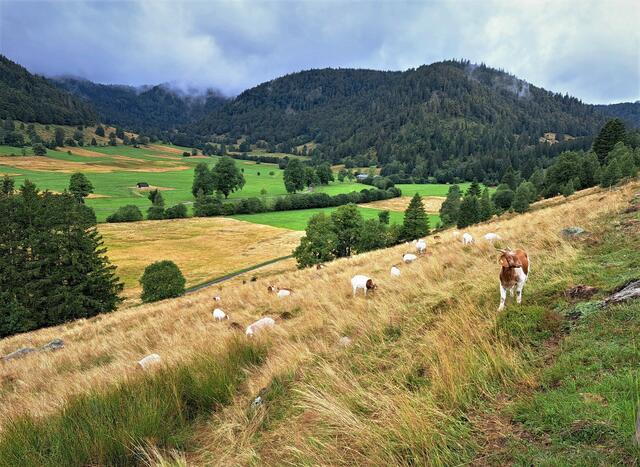 Auf dem Geißenpfad bei Menzenschwand. | Foto: Isolde Reitz