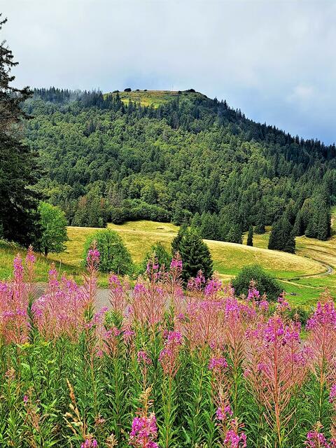 Almlandschaft beim Krunkelbachsattel mit Blick zum zweit-höchsten Berg des Schwarzwaldes, dem Herzogenhorn 1415 m | Foto: Isolde Reitz