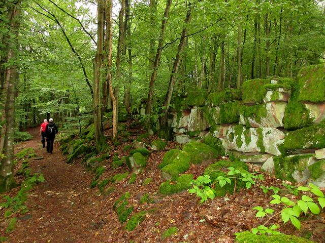 Verwunschener Wald hinter der Teufelskanzel | Foto: WandernGabyErich
