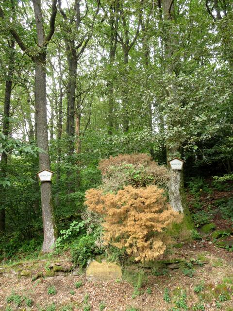 Gedenkstein mit Störzbach- und Zwingler Eiche. Louis Störzbach war Leiter des Verkehrsvereins | Foto: WandernGabyErich