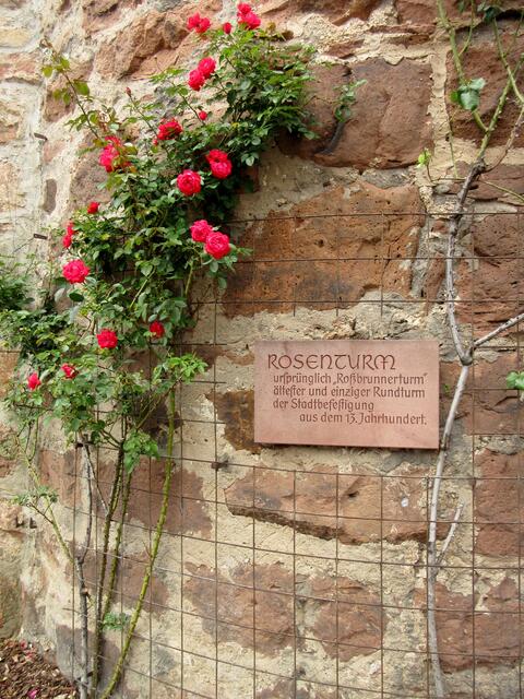 Rosenturm Eberbach | Foto: WandernGabyErich