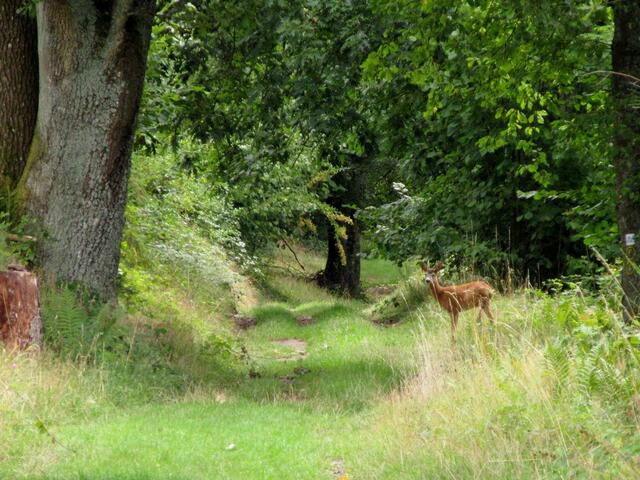 Ein Reh auf dem Neckarsteig | Foto: WandernGabyErich