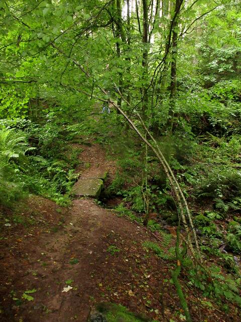 Wie im Urwald war auch das Wetter, hohe Luftfeuchtigkeit und Wärme brachte die Teilnehmer ordentlich zum Schwitzen | Foto: WandernGabyErich