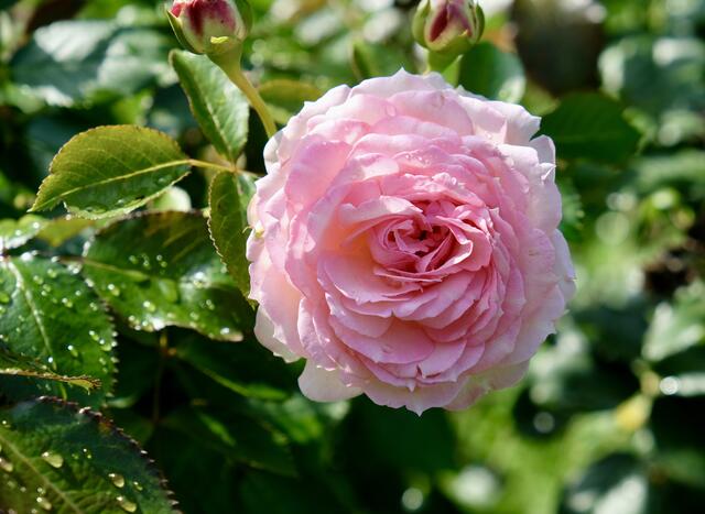 Eden Rose | Foto: eigene Aufnahme