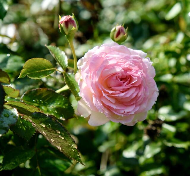 Eden Rose | Foto: eigene Aufnahme