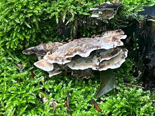 Baumpilze sehen immer toll aus | Foto: Beate Bonte