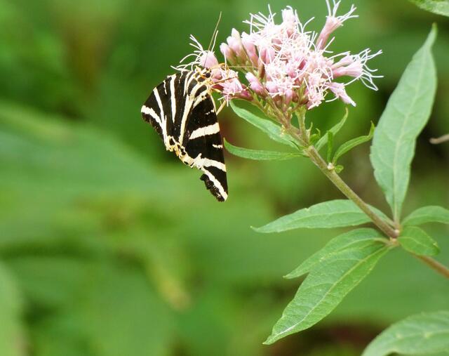 Spanische Flagge | Foto: Sigrid Schlottke