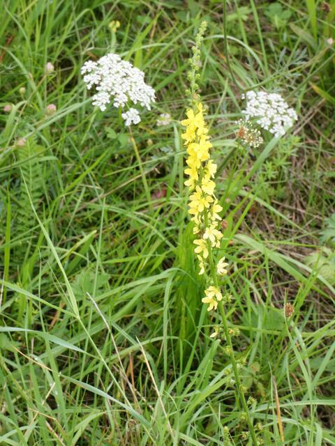 Gewöhnlicher Odermennig - sieht gar nicht gewöhnlich, sondern wunderschön aus | Foto: Sigrid Schlottke
