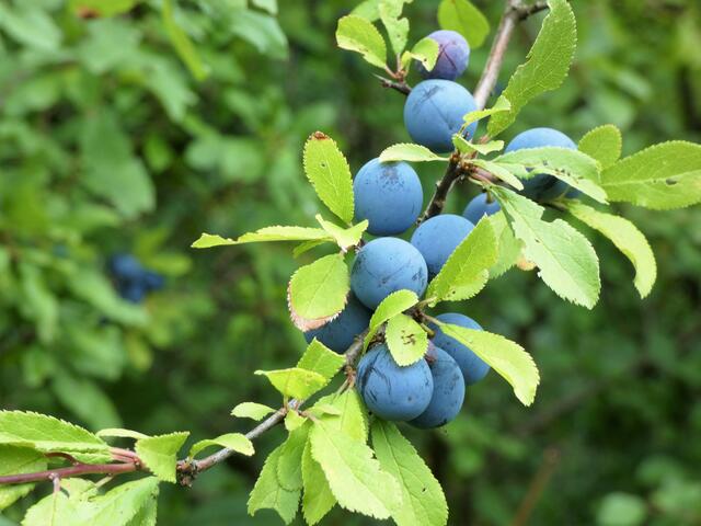 Schlehen, die fast so aussehen wie Pflaumen | Foto: Sigrid Schlottke