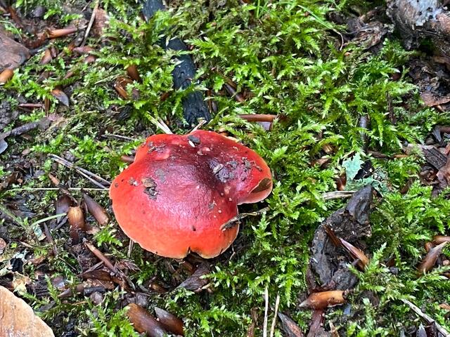Ob das wohl ein Fliegenpilz ist? Welcher Pilz ist sonst noch so rot? 
Aber egal was es für einer ist - er leuchtet wunderschön im Moos.....  | Foto: Beate Bonte