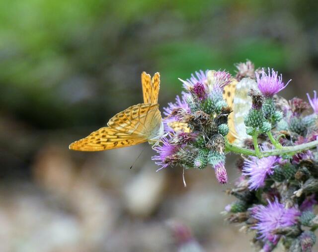 Kaisermantel | Foto: Sigrid Schlottke