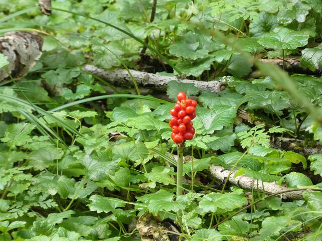 Die roten Beeren des Aaronstabs leuchten vom Wegesrand | Foto: Sigrid Schlottke