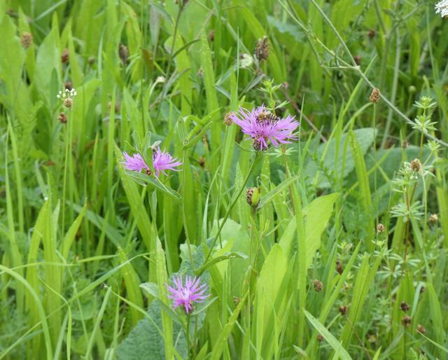 Flockenblume mit Biene | Foto: Sigrid Schlottke