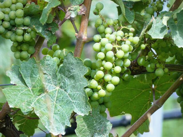 Die Trauben sehen auch schon ganz gut aus | Foto: Sigrid Schlottke