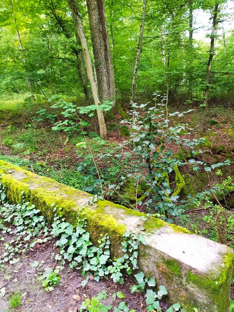 Romantischer Wald | Foto: Sigrid Schlottke