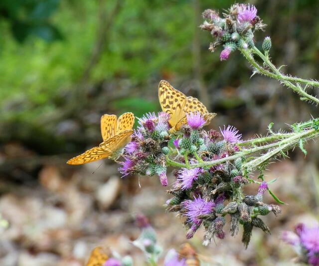 Die Kaisermantel scheinen Disteln zu lieben - es waren einige dieser Schmetterlinge hier | Foto: Sigrid Schlottke