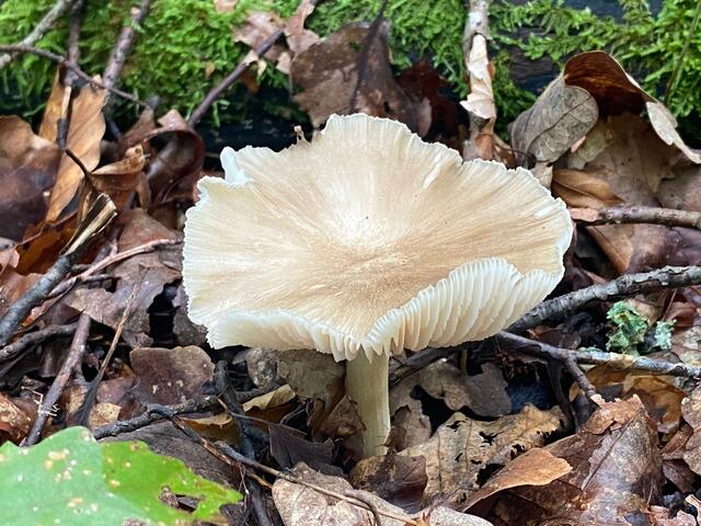 Herrlich anzuschauende Pilze | Foto: Beate Bonte