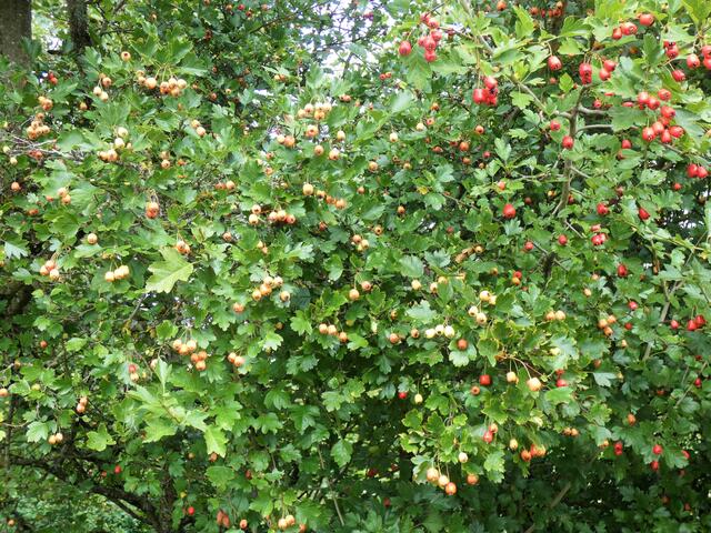 Was das wohl für ein Strauch mit diesen verschiedenfarbigen Früchten ist? Irgendeine Weißdorn-Art?
Ja, die linke Seite mit den orangefarbenen Beeren gehört zu einem Weißdorn-Strauch.  | Foto: Sigrid Schlottke