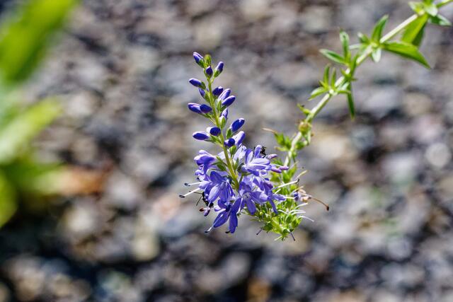 Foto: eigene Aufnahme