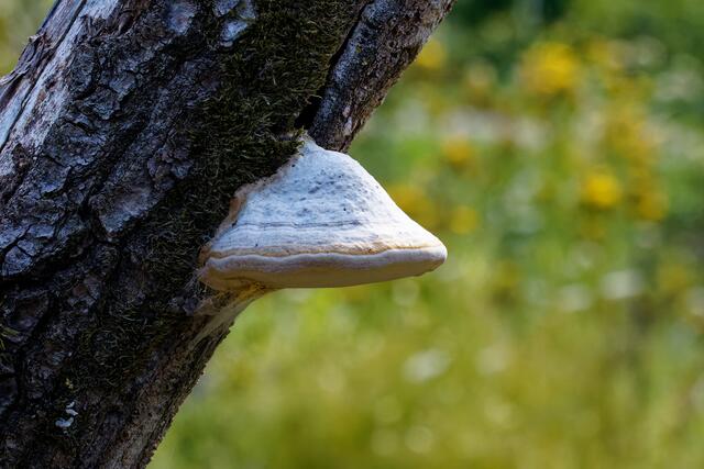 Foto: eigene Aufnahme