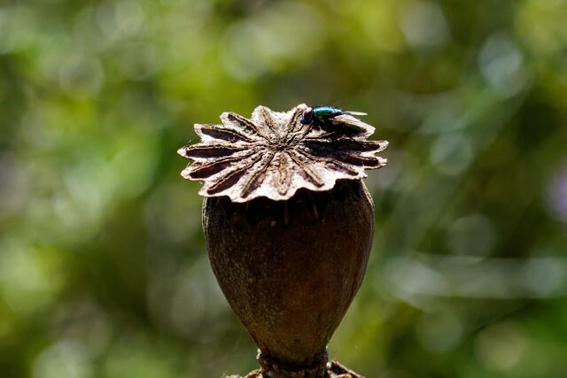 Foto: eigene Aufnahme