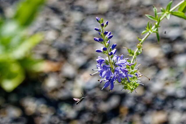 Foto: eigene Aufnahme