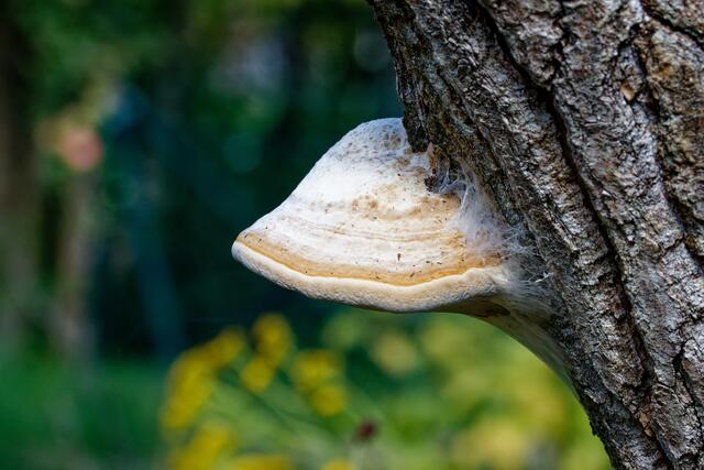 Foto: eigene Aufnahme