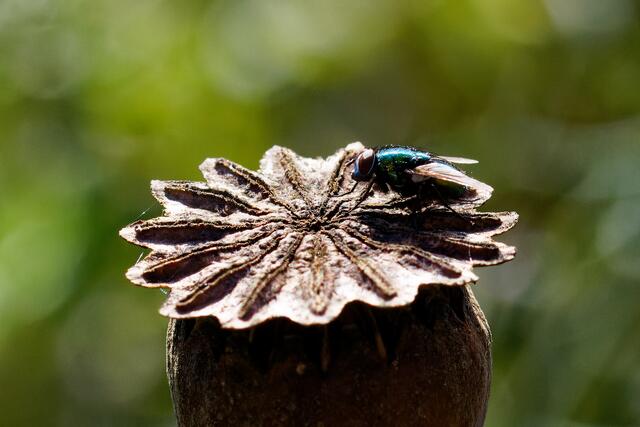 Foto: eigene Aufnahme