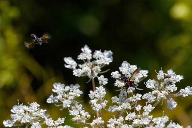 Foto: eigene Aufnahme