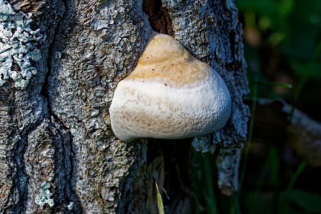 Foto: eigene Aufnahme