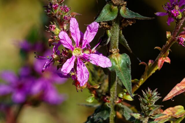 Foto: eigene Aufnahme