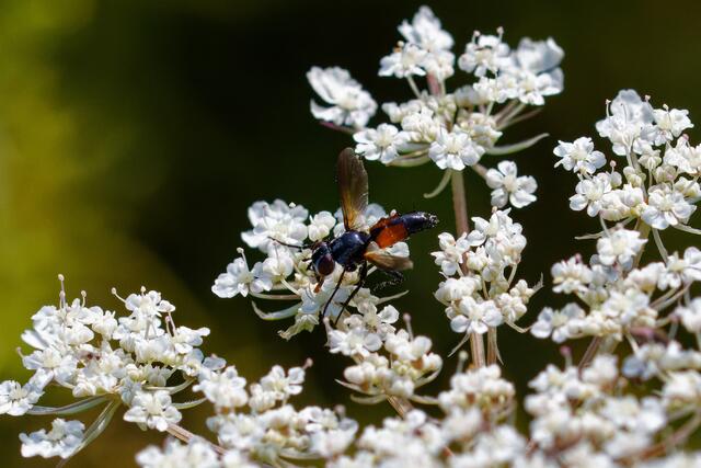 Foto: eigene Aufnahme