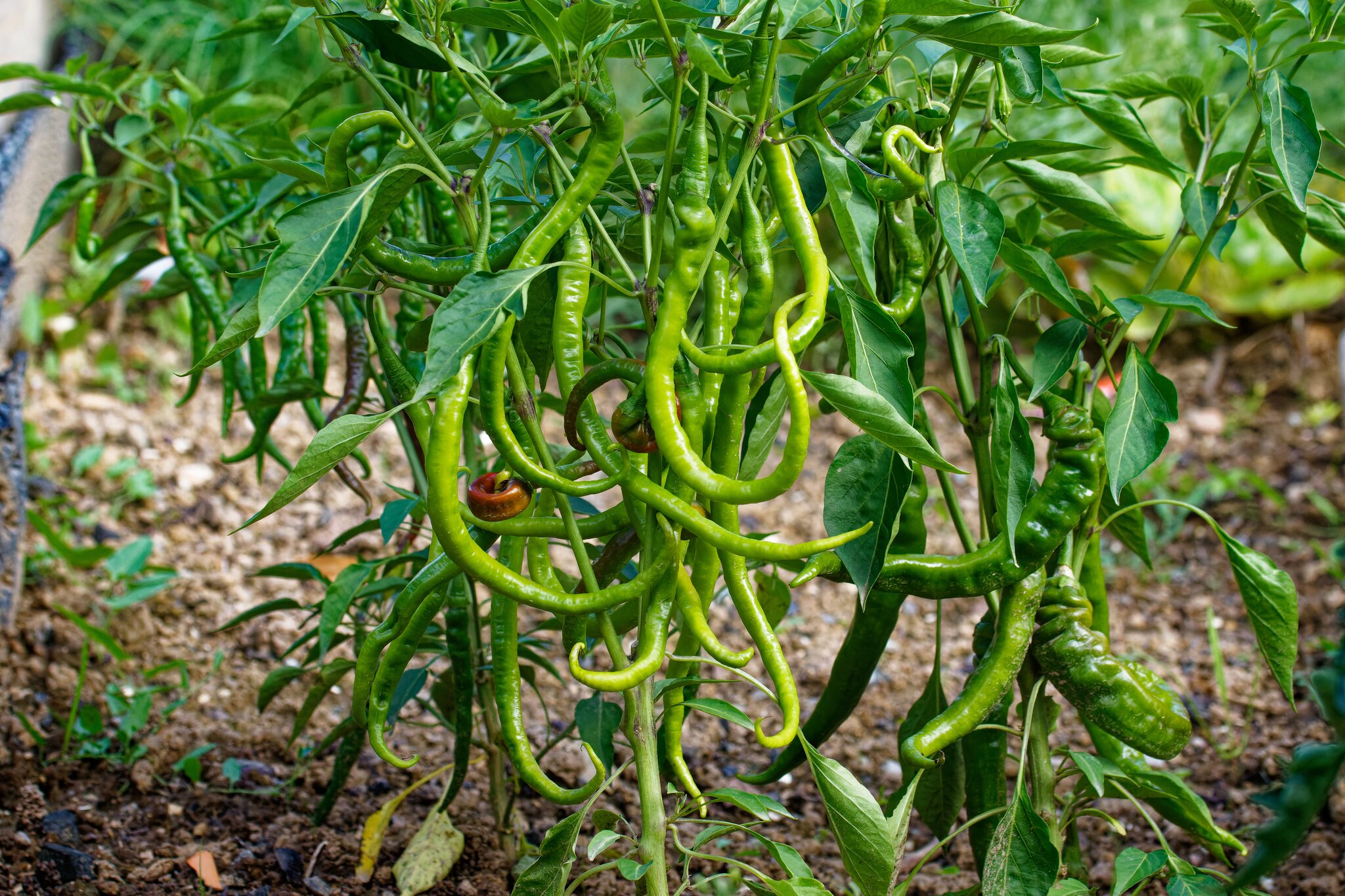 Hortus Naturgarten Zu Besuch in Oedheim Teil 3 Heilbronn