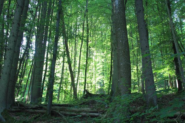 was für eine Wildnis | Foto: Ralf Röser